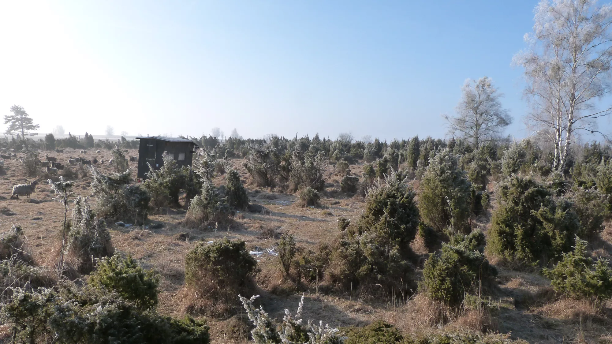 muritz-nationalpark-wacholderheide