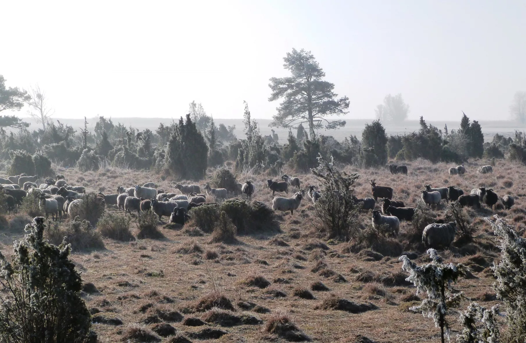 Der Wacholder im Müritz Nationalpark